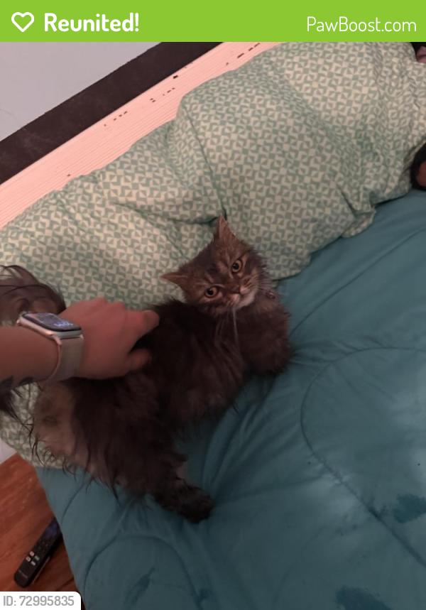 Reunited Female Cat last seen This residence, Hamilton, OH 45013