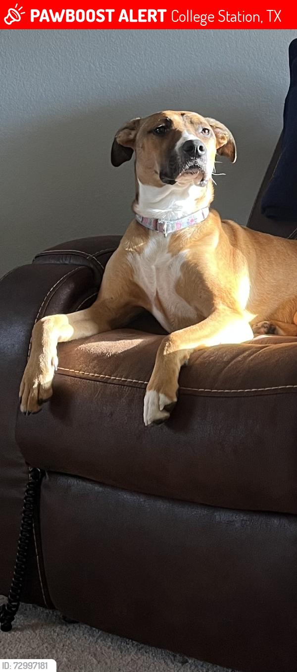 Lost Female Dog last seen Wellborn Road, College Station, TX 77840