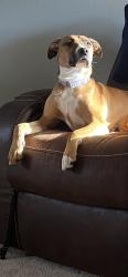 Lost Female Dog last seen Wellborn Road, College Station, TX 77840