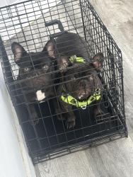Lost Male Dog last seen Near little River blvd, Miami, FL 33147