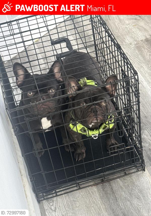 Lost Male Dog last seen Near little River blvd, Miami, FL 33147