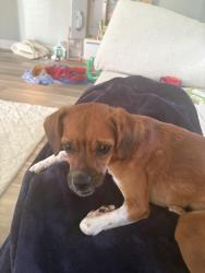 Found/Stray Female Dog last seen Between Lynette and Disney , Metairie, LA 70003