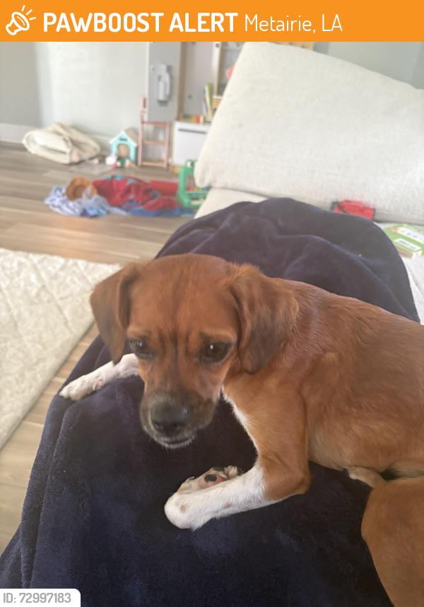 Found/Stray Female Dog last seen Between Lynette and Disney , Metairie, LA 70003