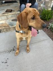 Reunited Male Dog last seen Near Lighthouse Pointe Dr, Lenoir City, Lenoir City, TN 37772