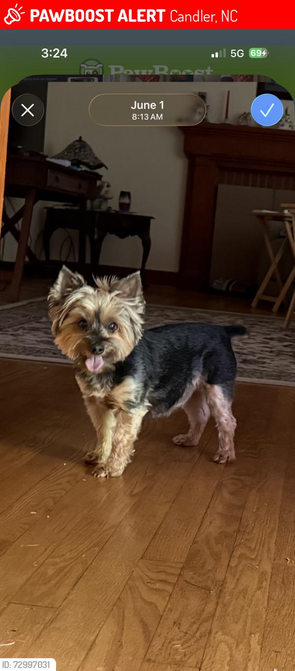 Lost Female Dog last seen Fairmont Road , Candler, NC 28715