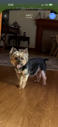 Lost Female Dog last seen Fairmont Road , Candler, NC 28715