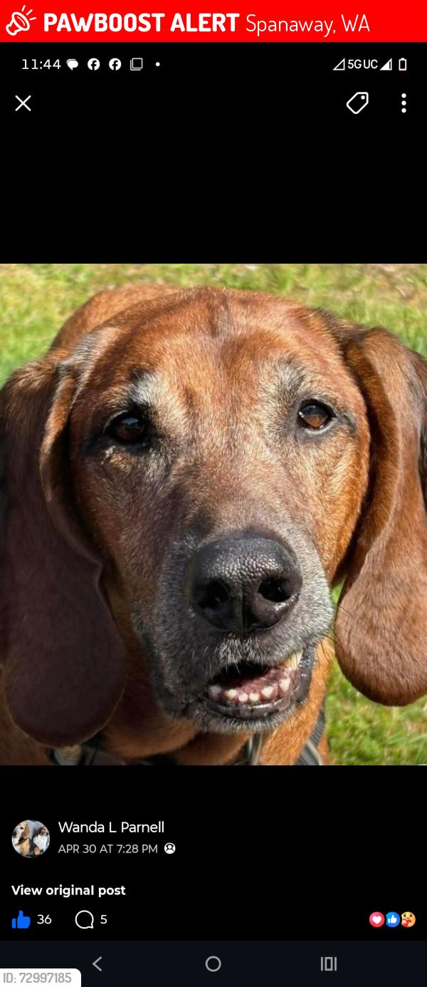 Lost Male Dog last seen Jensen's corner, Spanaway, WA 98387