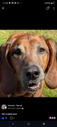 Lost Male Dog last seen Jensen's corner, Spanaway, WA 98387