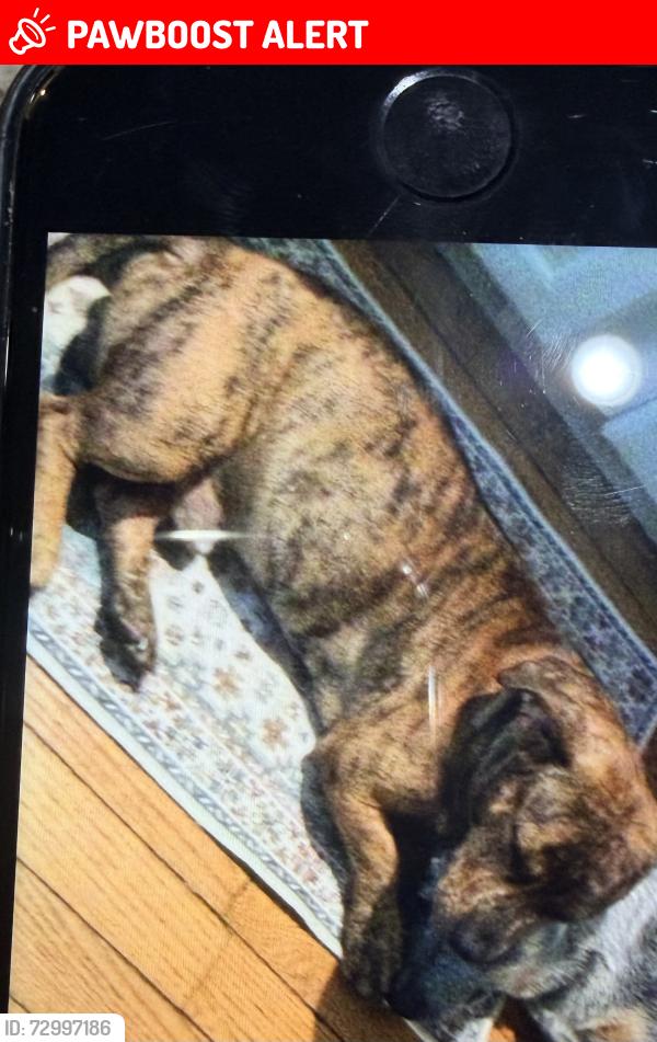 Lost Male Dog last seen Near Prince George's Dr ft Washington , Fort Washington, MD 20744