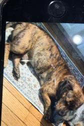 Lost Male Dog last seen Near Prince George's Dr ft Washington , Fort Washington, MD 20744