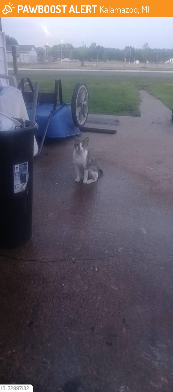 Found/Stray Female Cat last seen By fairgrounds, Kalamazoo, MI 49001