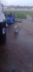 Found/Stray Female Cat last seen By fairgrounds, Kalamazoo, MI 49001
