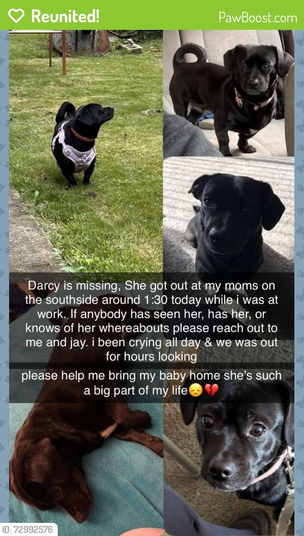 Reunited Female Dog last seen S 27th and Jane Street, Pittsburgh, PA 15203