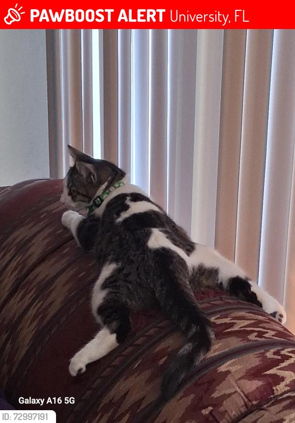 Lost Female Cat last seen Behind DS dept , University, FL 33613