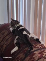 Lost Female Cat last seen Behind DS dept , University, FL 33613