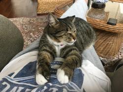 Lost Male Cat last seen Jamie Lee Drive or Oak Mountain Drive 77095, Houston, TX 77095