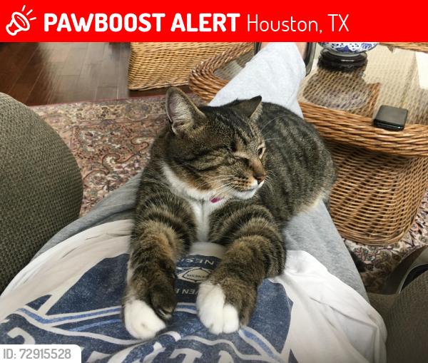 Lost Male Cat last seen Jamie Lee Drive or Oak Mountain Drive 77095, Houston, TX 77095