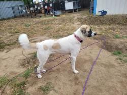 Reunited Female Dog last seen Near Dehesa, El Cajon, CA 92019