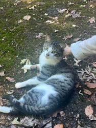 Found/Stray Male Cat last seen Camp Avenue, Stamford, CT, Stamford, CT 06907