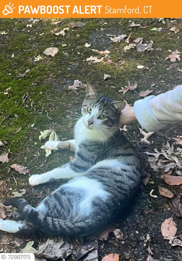 Found/Stray Male Cat last seen Camp Avenue, Stamford, CT, Stamford, CT 06907