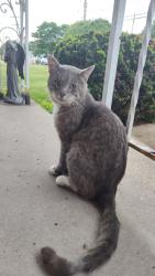 Found/Stray Male Cat last seen McAnulty Road, Baldwin, PA 15236
