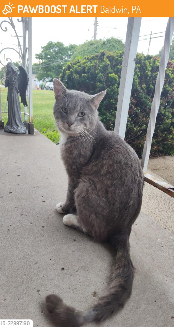 Found/Stray Male Cat last seen McAnulty Road, Baldwin, PA 15236