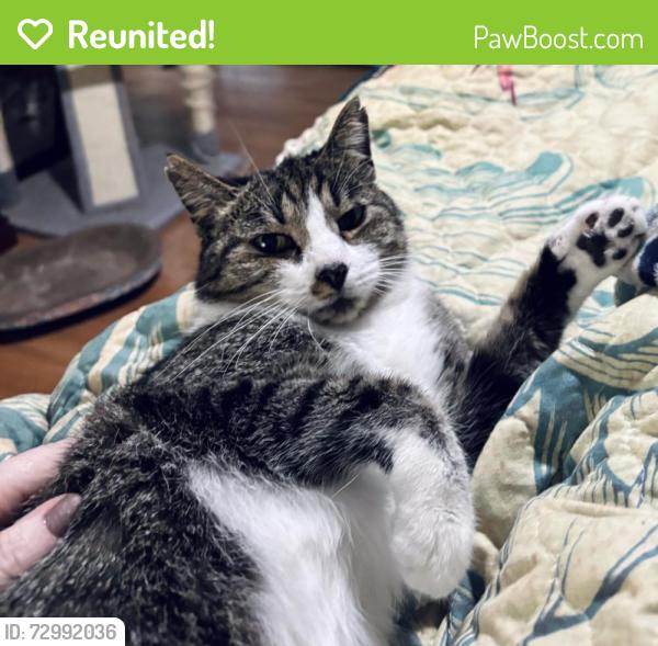 Reunited Female Cat last seen Village lane. Waterford subdivision. Calera, Calera, AL 35040