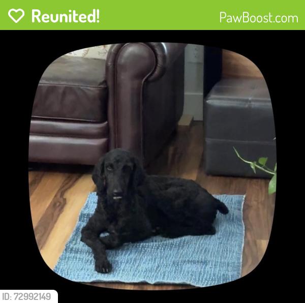 Reunited Female Dog last seen Near S College St, Morganton, NC 28655, USA, Morganton, NC 28655