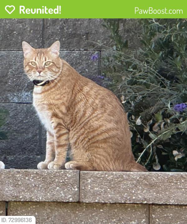 Reunited Male Cat last seen Taconic & Lodge Trail, Meridian, ID 83642