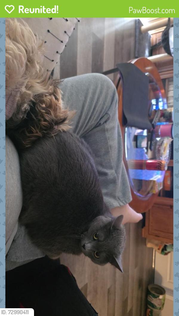 Reunited Female Cat last seen State road b and brouk drive, Cedar Hill, MO 63016