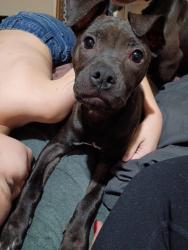 Reunited Unknown Dog last seen Ellsworth and Broadway , Maricopa County, AZ 85208