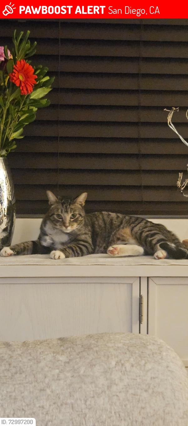Lost Male Cat last seen Canning ave, San Diego, CA 92111