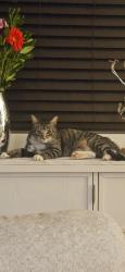 Lost Male Cat last seen Canning ave, San Diego, CA 92111