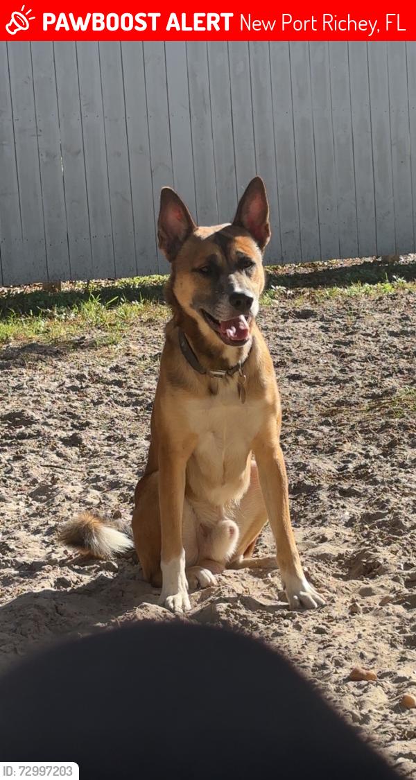 Lost Male Dog last seen Plathe street and little rd, New Port Richey, FL 34652