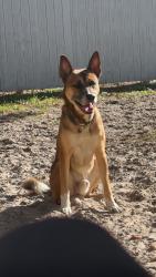 Lost Male Dog last seen Plathe street and little rd, New Port Richey, FL 34652