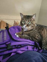 Reunited Female Cat last seen Midlothian turnpike , Richmond, VA 23224