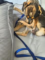 Reunited Male Dog last seen Cedar bluff road and Manis lane, Knoxville, TN 37923