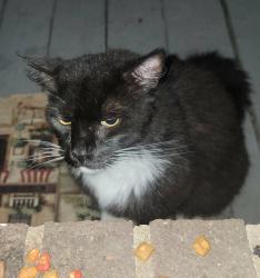Reunited Unknown Cat last seen Crenshaw Dr. Hope Mills, Hope Mills, NC 28348
