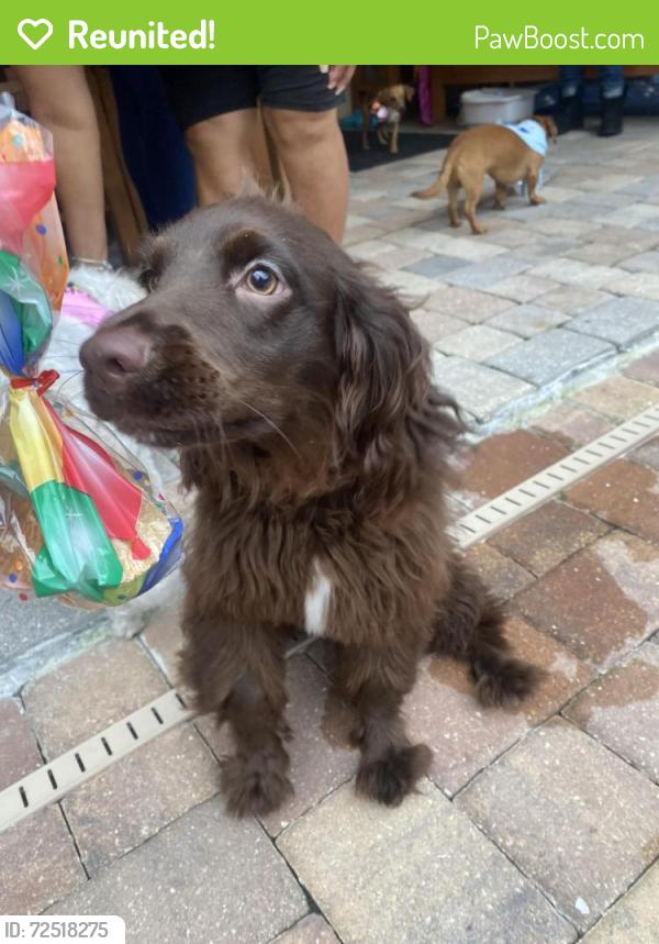 Reunited Male Dog last seen France’s drive, Altamonte Springs, FL 32714