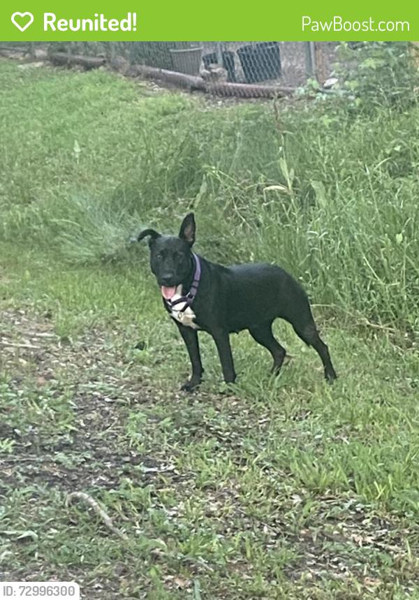 Reunited Female Dog last seen Sagewood dr off of I45, Spring, TX 77386