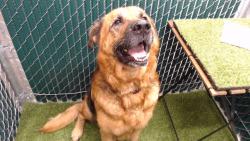 Shelter Stray Male Dog last seen , 11258 Garfield Ave, Downey, CA 90242, USA