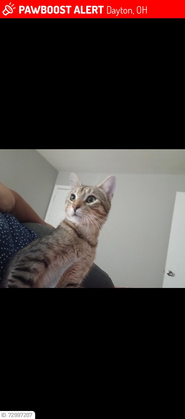 Lost Male Cat last seen Muncie st, Dayton, OH 45420