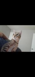 Lost Male Cat last seen Muncie st, Dayton, OH 45420