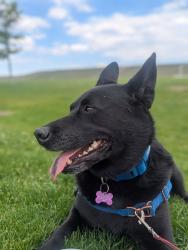 Reunited Female Dog last seen Near E 74th Ave, Denver, CO 80229, Denver, CO 80229