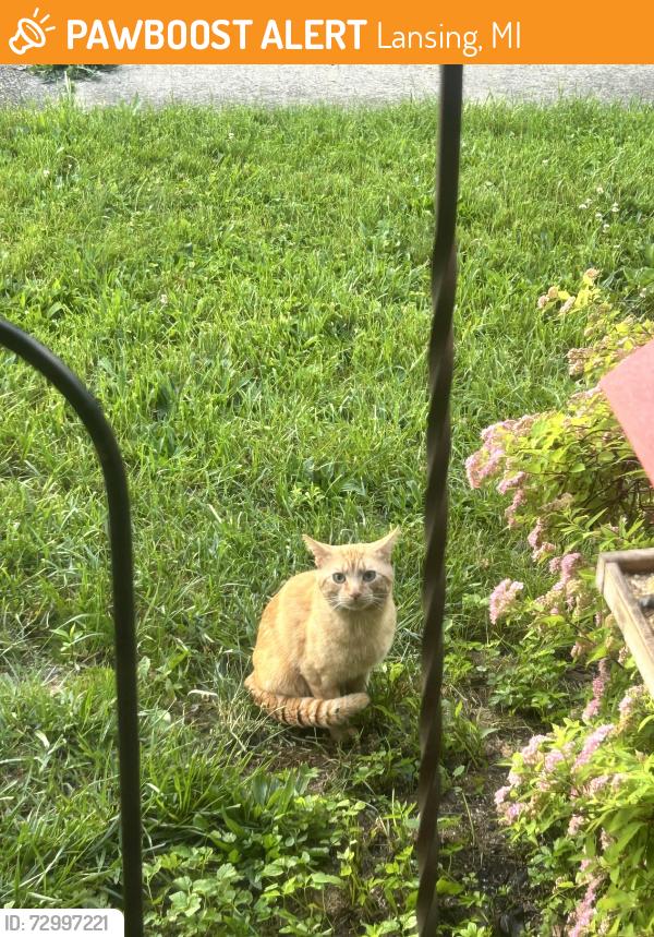 Found/Stray Unknown Cat last seen Mt Hope and Roberts Ln, Lansing, MI 48910