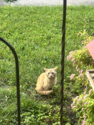 Found/Stray Unknown Cat last seen Mt Hope and Roberts Ln, Lansing, MI 48910