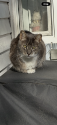 Reunited Male Cat last seen Across from target on rt 73 marlton, Evesham, NJ 08053
