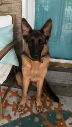 Found/Stray Female Dog last seen Near & Astra Way, Arnold, MO 63010