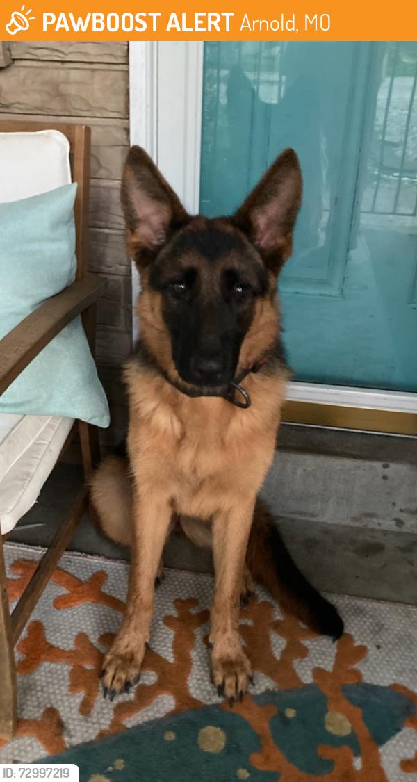 Found/Stray Female Dog last seen Near & Astra Way, Arnold, MO 63010