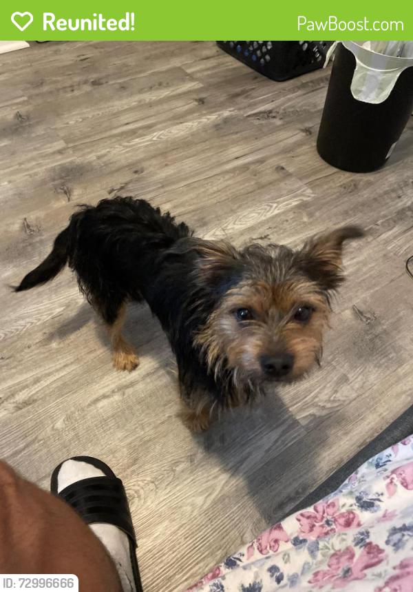Reunited Male Dog last seen Econlockahatchee, Orlando, FL 32829